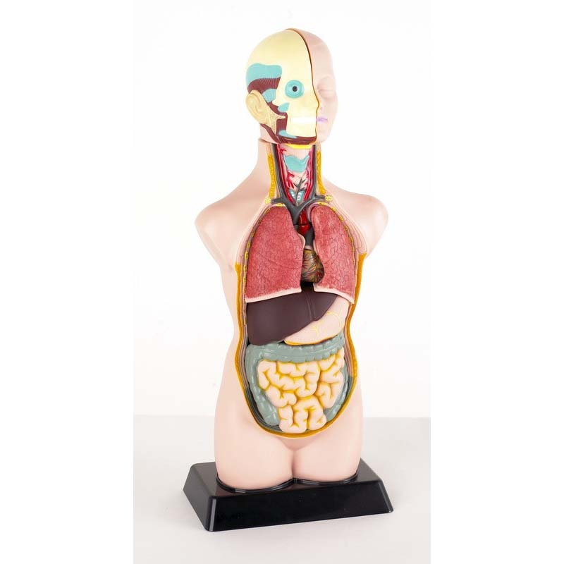 Anatoomiline torso 50 cm