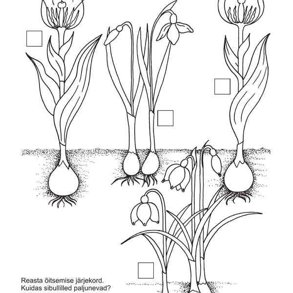 Aiaraamat image 3