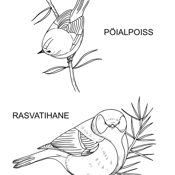 Linnuraamat image 4