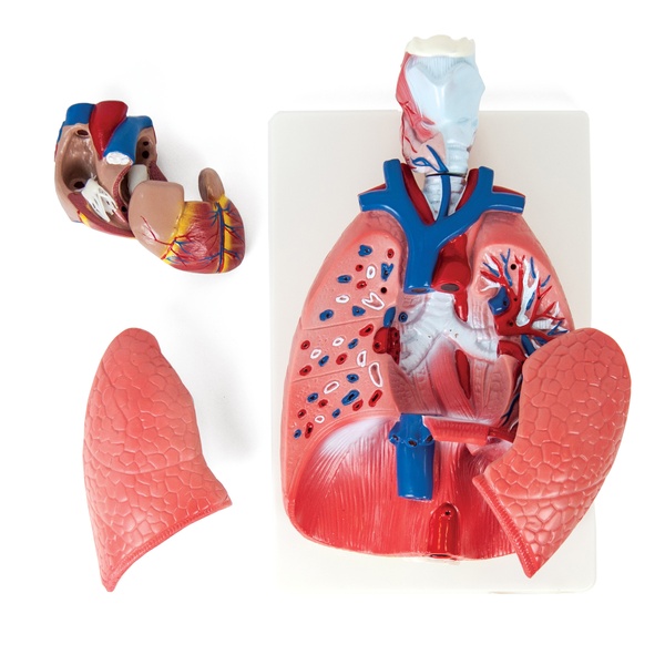 Inimese rindkereorganite anatoomiline mudel