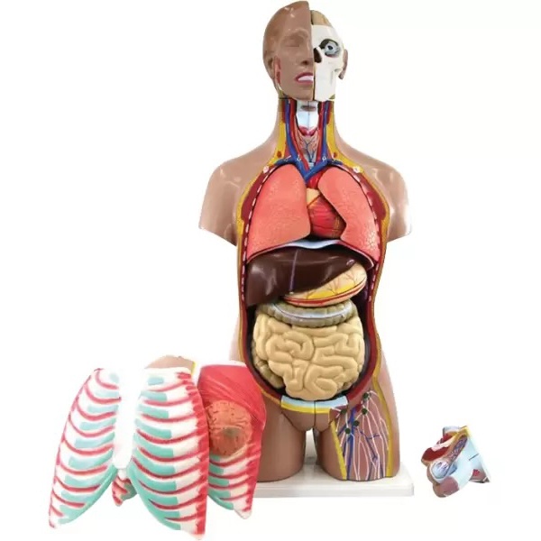 Anatoomiline torso 85 cm