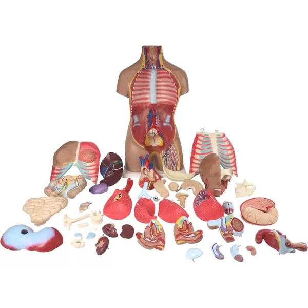 Anatoomiline torso 85 cm image 2