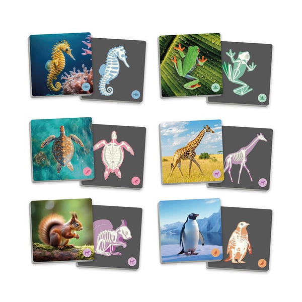 Maxi memory "Selgroogsed ja nende skeletid" image 2