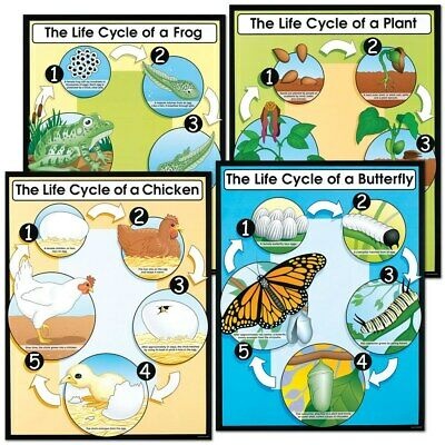 Elutsüklite seinastendid