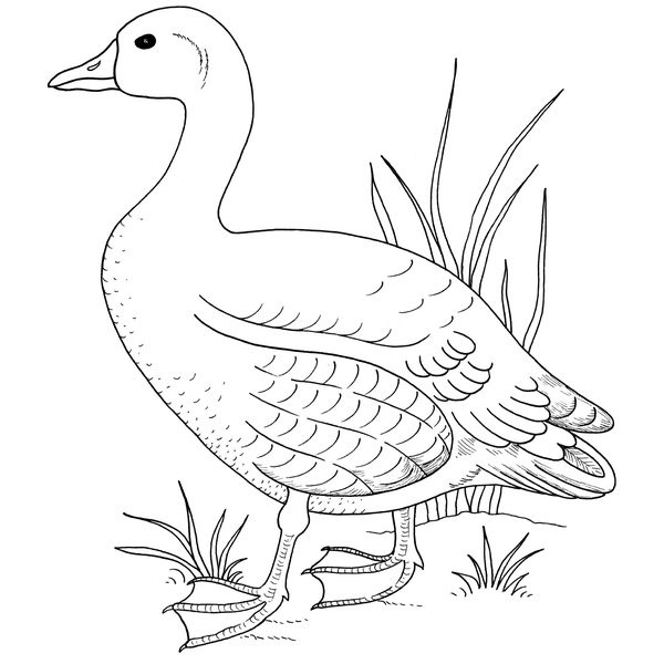 Linnuraamat image 3