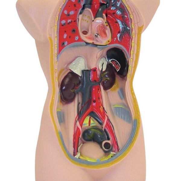 Anatoomiline torso 50 cm image 2